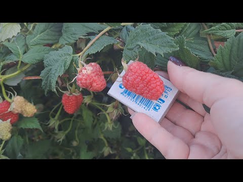 Видео: Малина с гигантской ягодой