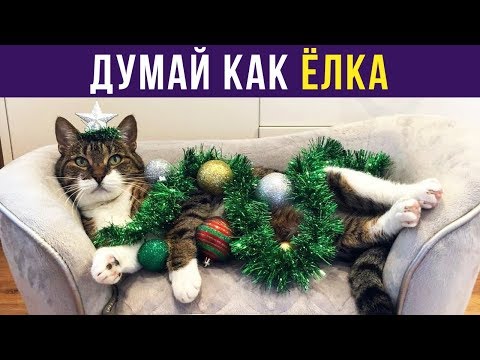 Видео: Приколы. ДУМАЙ КАК ЁЛКА | Мемозг #158