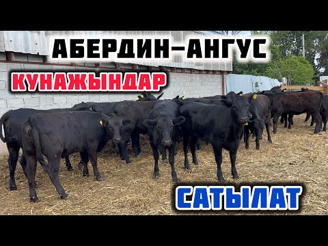 Видео: АНГУС кунажындар келди🤚🏼Документтери менен сатылат