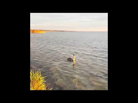 Видео: Озеро.Утки.Тишина.О чем шепчут волны