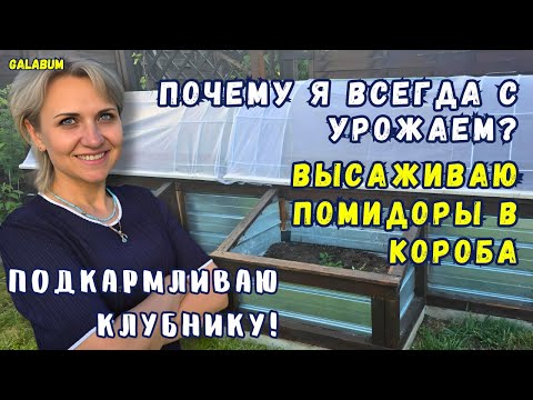 Видео: СЕКРЕТНЫЙ МЕТОД выращивания Томатов который работает ВСЕГДА! / Подкармливаю Клубнику. @GALABUM​