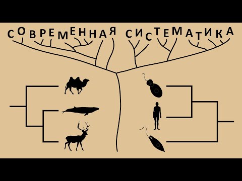 Видео: Современная систематика