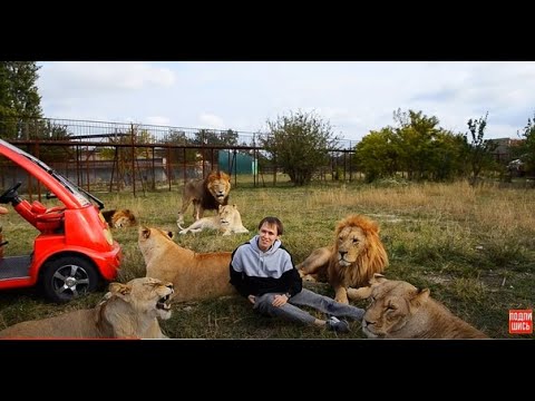 Видео: ТАКОГО ЕЩЕ НЕ БЫЛО! Десятки  львов  собрались вокруг нас ! A few dozen lions gathered around us !