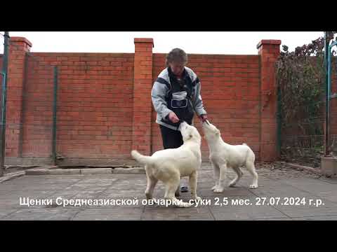 Видео: Щенки Среднеазиатской овчарки, алабаи. Щенкам на видео 2,5 и 7 мес.  +79262205603 Татьяна Ягодкина