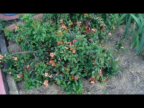 Видео: Айва. Посадка, обрезка, уход.