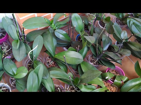 Видео: 🌺🌺🌺Мои орхидеи на балконе при температурах от 13° до 25°. Прекрасно себя чувствуют. 10.10.21