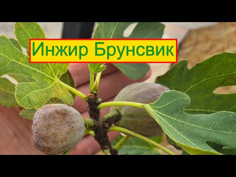 Видео: Инжир Брунсвик