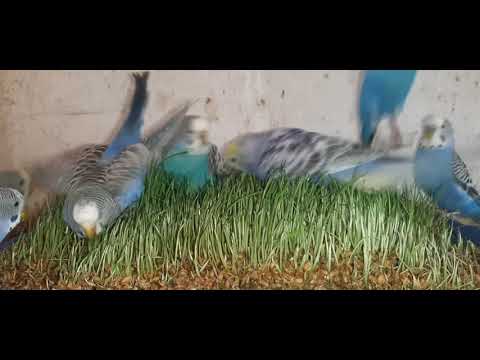 Видео: Выращиваем зелень для волнистых попугаев.