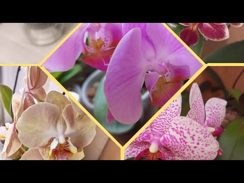 Видео: 04.10.2025 МОИ САМЫЕ ПЕРВЫЕ ОРХИДЕИ С КОТОРЫХ НАЧАЛАСЬ МОЯ КОЛЛЕКЦИЯ 😘❤🌺
