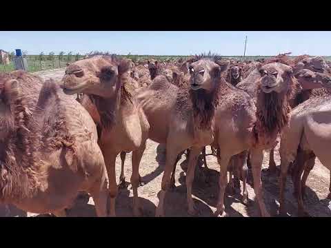 Видео: Боталы түйе биыл қайыған буаз түйе бойдақ түйелер +77782789492 +77754425596