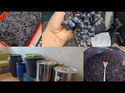 Видео: Саперави, Каберне Совиньон и... КОРТИС 🤬  Таманский Виноград | Как рационально винифицировать?