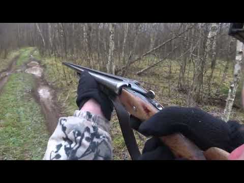 Видео: Охота с Русской гончей на зайца 11 ноября 2024