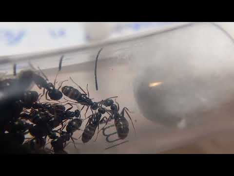 Видео: Serviformica cinerea! Как поживают? Когда буду класть на зимовку?