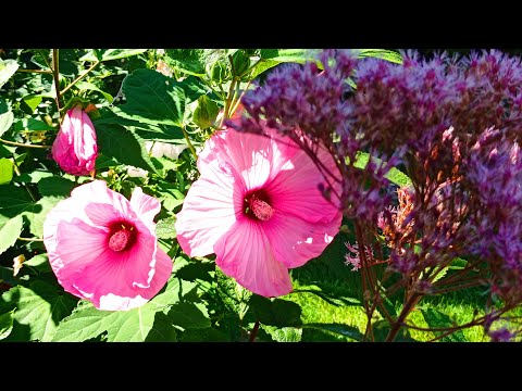 Видео: Я - РАБЫНЯ САДА???