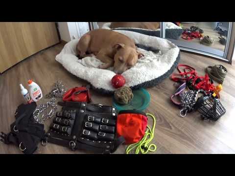 Видео: Амуниция для собак. Ошейники, поводки и др.