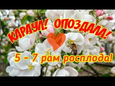 Видео: КАРАУЛ! ОПОЗДАЛА!  5 - 7 РАМ РАСПЛОДА.