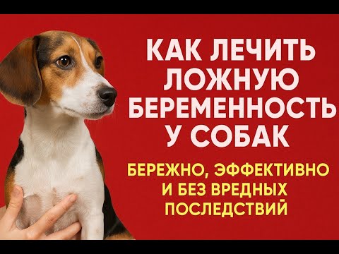 Видео: Как лечить ложную беременность собак: щадящее, эффективно и без вредных последствий.