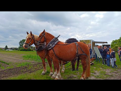 Видео: Вспашка огорода лошадьми