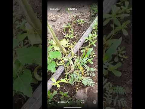 Видео: Заглубил томат - получи фузариоз