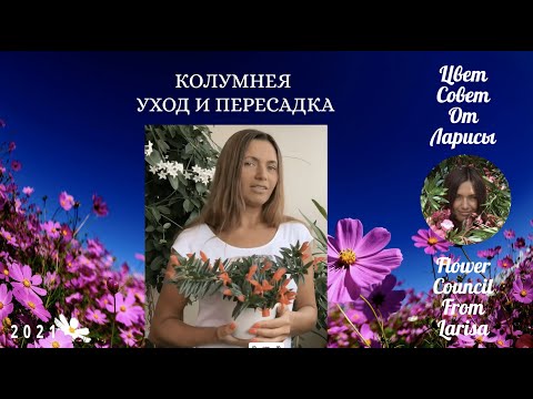 Видео: КОЛУМНЕЯ УХОД И ПЕРЕСАДКА