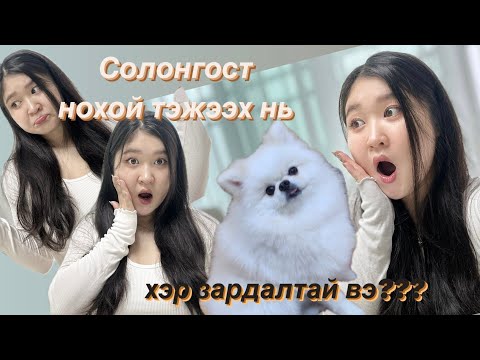 Видео: Солонгост нохой тэжээх нь хэр зардалтай вэ?