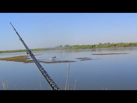 Видео: Охота на змееголова 27 августа, 2016 / Fishing Snakehead 27 Aug, 2016