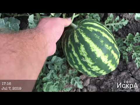 Видео: Арбуз Продюсер Hollar Seeds. Посев в грунт 7 мая.
