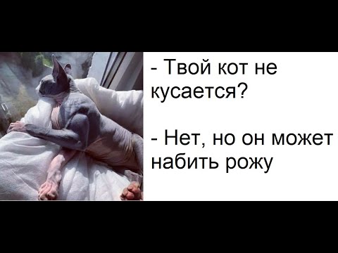 Видео: Лютые приколы. Мой кот может набить рожу