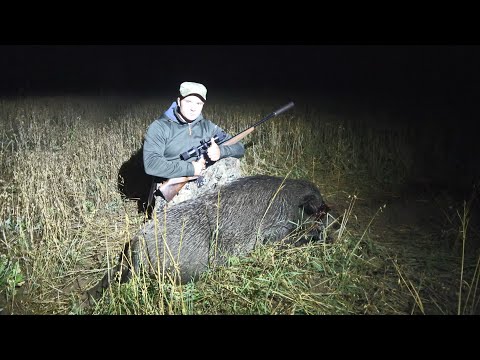 Видео: ОХОТА НА КАБАНА С КАРАБИНОМ ЛОСЬ. СТОЛЬКО ЗВЕРЕЙ Я НИ КОГДА НЕ ВИДЕЛ!!! ЛОСИ НА ГОНУ...