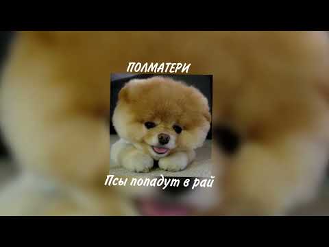 Видео: Полматери - Псы Попадут В Рай (speed up/nightcore)