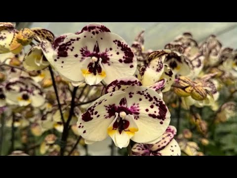 Видео: Азиаты на исходе.
