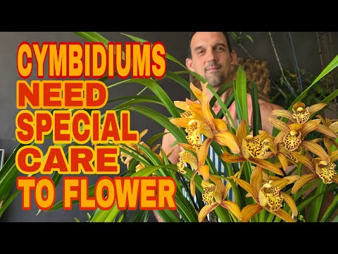 Видео: Удивительная правда об уходе за орхидеей цимбидиум