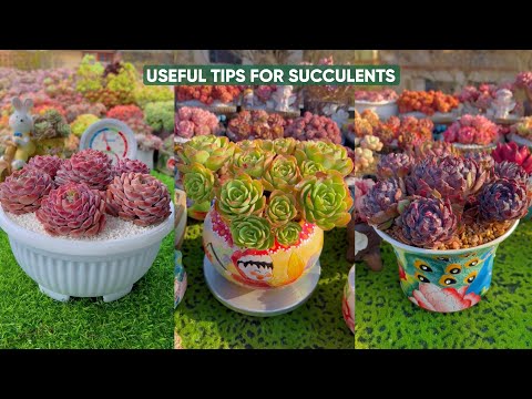 Видео: Пересадка суккулентов для начинающих: выбор правильного горшка и почвенной смеси