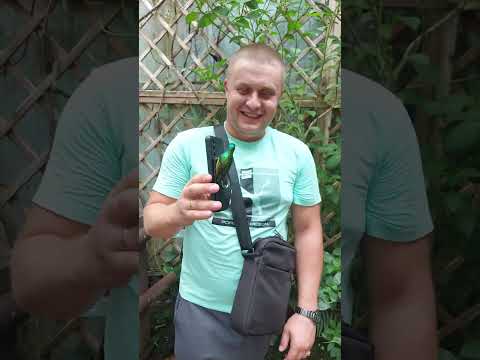 Видео: Прогулка по зоопарку. Papiliorama. Zoo.