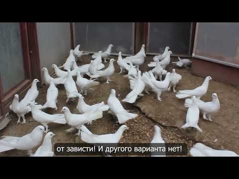 Видео: Baki Goyercinleri  Бакинские Голуби Baku Pigeons Ruslan_Sahin 2022