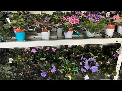 Видео: Фиалки в жаре . Чем спасаюсь