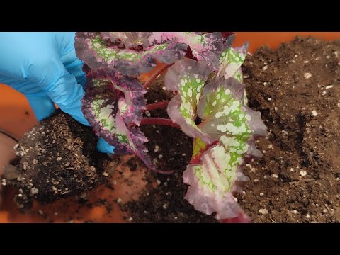 Видео: Бегонии 🌺 ОБЯЗАТЕЛЬНО нужно ОМОЛАЖИВАТЬ осенью ‼️