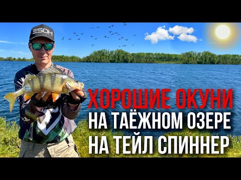 Видео: ХОРРРОШИЕ ОКУНИ НА ТЕЙЛ СПИННЕРЫ! РЫБАЛКА НА ТАЁЖНОМ ОЗЕРЕ ЗА ЛЕСАМИ И БОЛОТАМИ! #EsoxCyclop