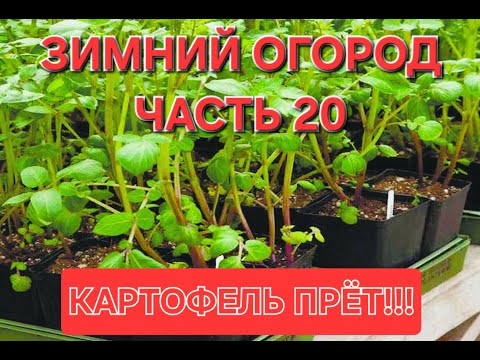 Видео: Зимний огород.  Часть 20. Обзор на 01.05.2025. КАРТОФЕЛЬ ПРЁТ.