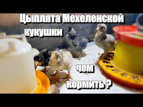 Видео: Цыплята Мехеленской кукушки ЧЕМ КОРМИТЬ И КАК РАСТИТЬ
