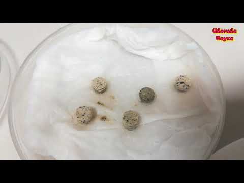 Видео: Глиокладин от Октябрины Апрелевны. Верить или не верить?