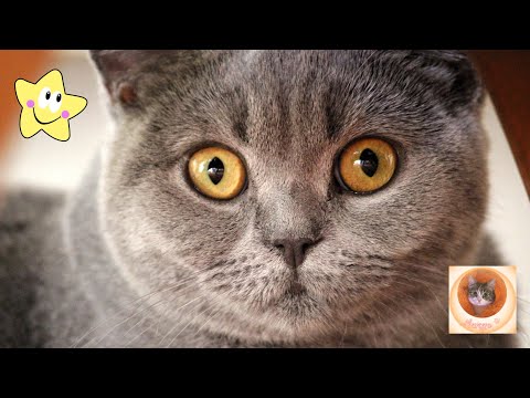 Видео: СМЕШНЫЕ И ОЗОРНЫЕ КОШКИ 😂 Жизнь без них скучна!