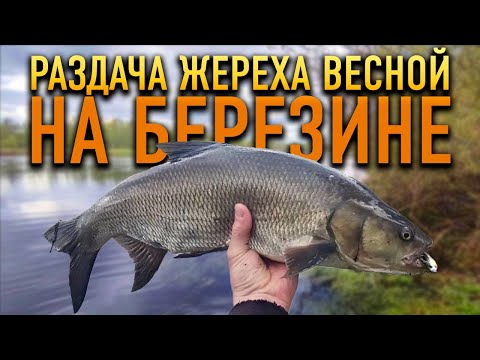 Видео: РАЗДАЧА ЖЕРЕХА весной || Река Березина, Беларусь