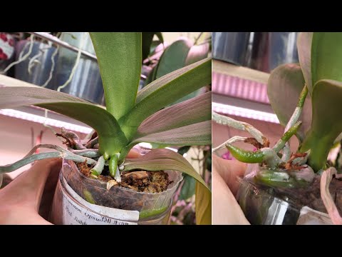 Видео: Орхидеи ОТОЗВАЛИСЬ ПО-РАЗНОМУ. ЧУДО микроэлемент?