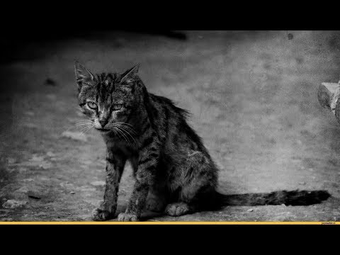 Видео: Уродливый кот