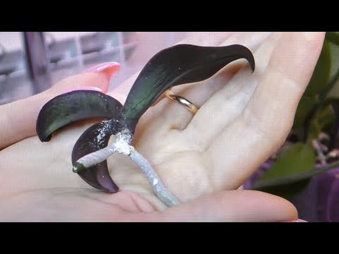 Видео: Орхидея ИЗ НИЧЕГО./ После ПЕРЕСАДКИ СГНИЛ ЕДИНСТВЕННЫЙ длинный корень, питающий орхидею. Как быть?