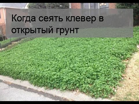 Видео: Когда сеять клевер в открытый грунт