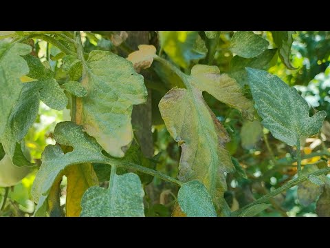 Видео: Акари по доматите и какво да правим?!