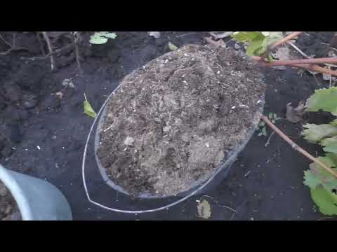 Видео: Викорчовка 6 річного куща, посадка нового по тій же схемі