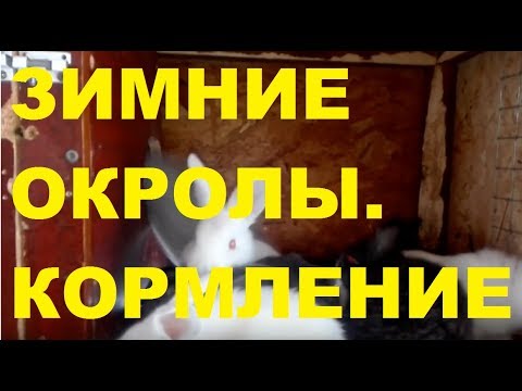 Видео: КРОЛИКИ. ЗИМНИЕ ОКРОЛЫ. КОРМЛЕНИЕ